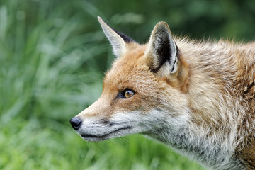 Red fox, Vulpes vulpes