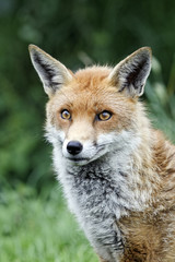 Red fox, Vulpes vulpes