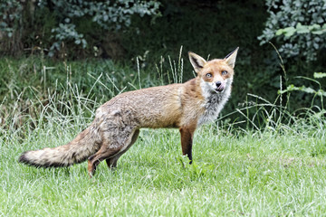 Red fox, Vulpes vulpes
