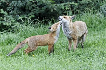 Red fox, Vulpes vulpes