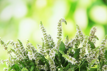 Fresh mint flowers in garden