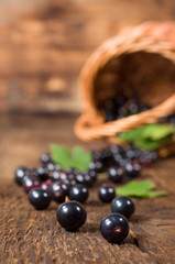 Black currant berries spill out of the basket