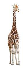Somali giraffe standing isolated on white background