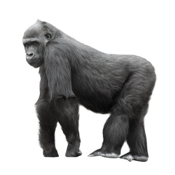 Silverback gorilla isolated on white background