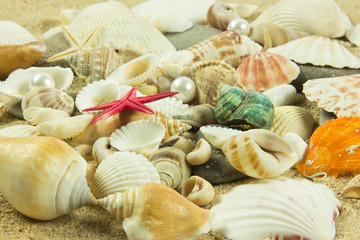 seashells,pearl, starfish on sand
