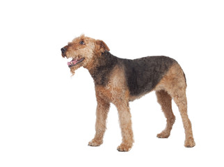 Nice airedale terrier breed dog
