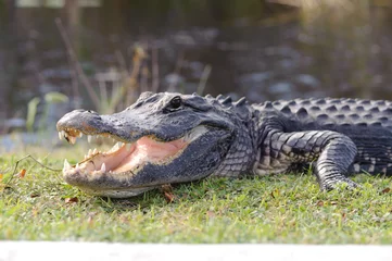Printed roller blinds Crocodile aggressive alligator