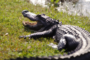 Naklejka premium aggressive alligator