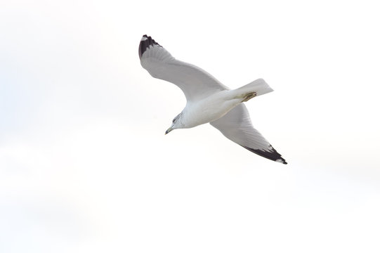 alone seagull