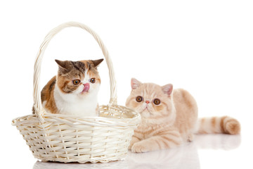 Fototapeta na wymiar cats with bascet isolated on white background