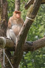 Fototapeta premium Neusaap (Nasalis larvatus)