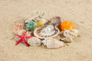 Fototapeta na wymiar seashells und starfish on sand
