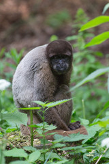 Wolaap  (Lagothrix lagotricha)