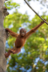 Borneo Orangutan © Kjersti