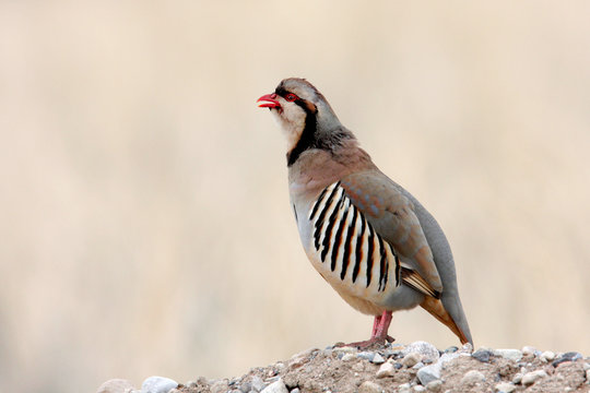 Chukar