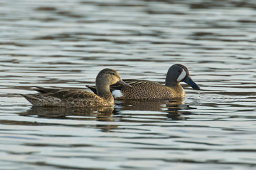 Obraz premium Pair of Ducks