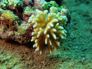 Naklejka na ściany i meble Stone coral of the South-Chinese sea