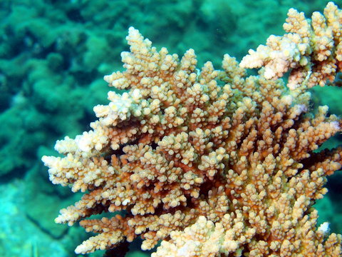 Stone coral of the South-Chinese sea