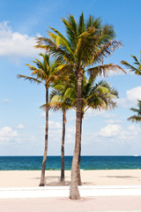 Many Palm trees in the Fort Lauderdale beach, Miami, Florida