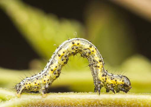 Yellowish and greenish larva or caterpillar