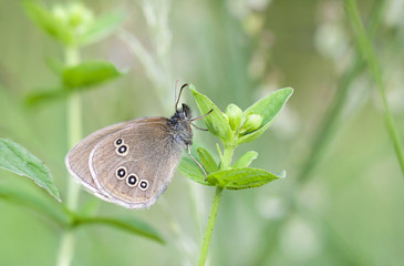 Brown butterfly on plant