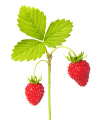 Wild strawberry macro isolated on white