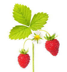 Wild strawberry macro isolated on white