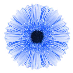 Blue gerbera flower isolated on white background