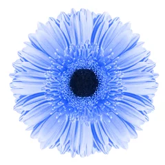 Foto op Canvas Blauwe gerberabloem die op witte achtergrond wordt geïsoleerd © Valentina R.