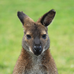 Naklejka na ściany i meble Wallaby kangur bliska