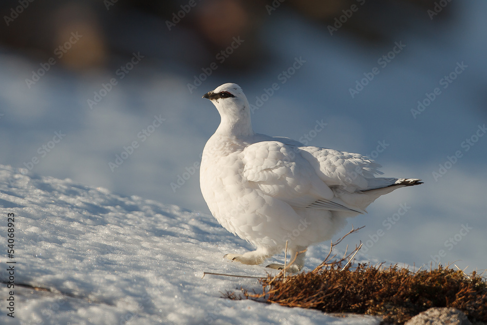 Wall mural ptarmigan