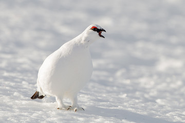 Ptarmigan in snow