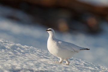 Ptarmigan on mountain