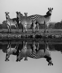 Zebra with water reflection