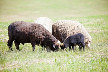Fototapeta premium Lambs
