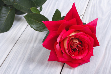 One red rose flower on a wooden table