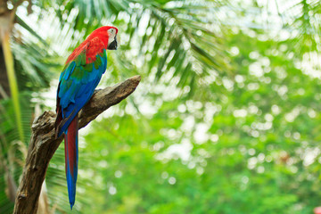 Macaw parrot
