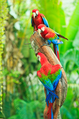 Macaw parrot
