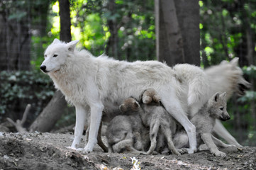 W&ouml;lfin mit Jungtieren