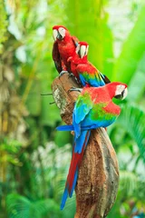 Gordijnen Ara papegaai © Photo Gallery