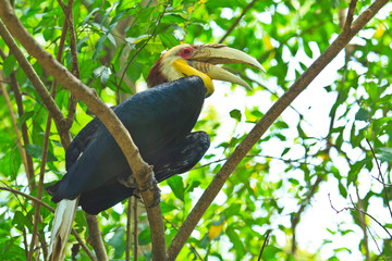 Hornbill © Photo Gallery