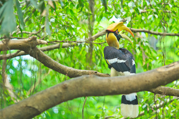 Hornbill