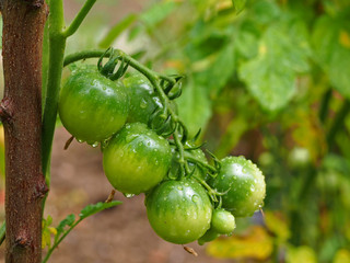Cherry tomatoes