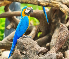 Papier Peint photo Perroquet Macaw parrot