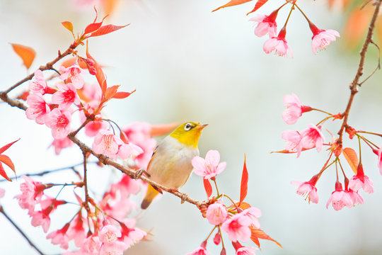 White-eye Bird And Cherry Blossom Or Sakura