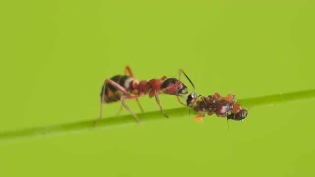 Formiche e afidi
