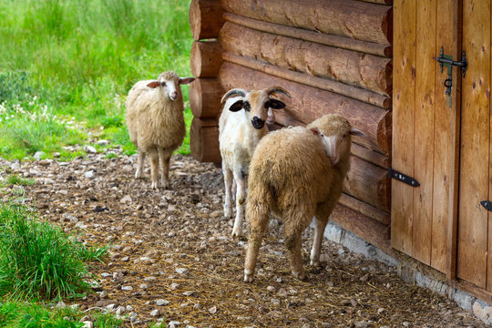 Sheep and goats under wooden hut in Tatra mountains, Poland
