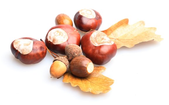 Close-up of chestnuts and acorns on white background.