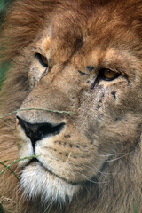 Fototapeta premium Löwe