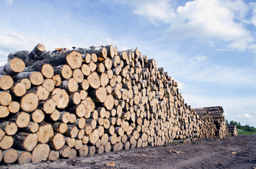 cut tree logs stack on field
